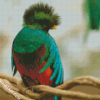 Cute Quetzal diamond painting