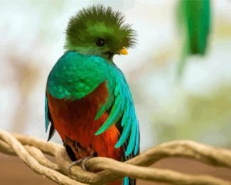 Cute Quetzal diamond painting