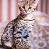 Cute Savannah Cat Animal diamond painting