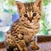 Cute Savannah Kittenn diamond painting