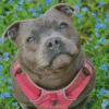 Cute Staffy Dog diamond painting