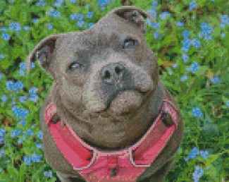 Cute Staffy Dog diamond painting