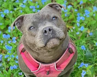 Cute Staffy Dog diamond painting