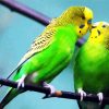 Cute Budgerigars diamond painting