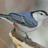 Cute Nuthatch diamond painting