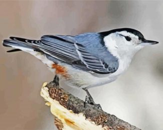 Cute Nuthatch diamond painting