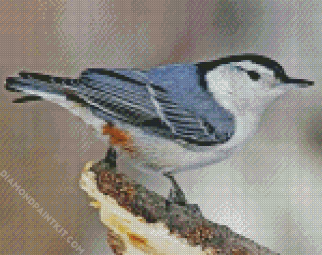 Cute Nuthatch diamond painting