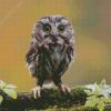 Cute Owl Bird diamond painting