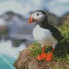 Cute Puffin Seabird diamond painting