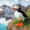 Cute Puffin Seabird diamond painting