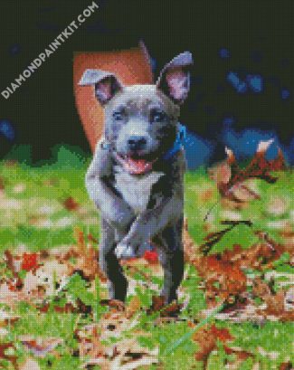 Cute Puppy Pitbull diamond painting