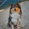 Cute Sheltie Dog diamond painting