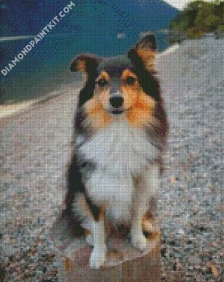 Cute Sheltie Dog diamond painting