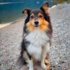 Cute Sheltie Dog diamond painting