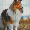 Cute Shelties diamond painting