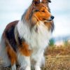 Cute Shelties diamond painting