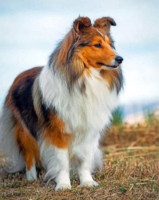 Cute Shelties diamond painting