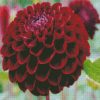 Dark Red Dahlia Flower diamond painting