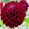 Dark Red Dahlia Flower diamond painting