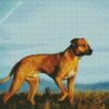 Dog Rhodesian Ridgeback diamond painting