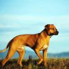 Dog Rhodesian Ridgeback diamond painting