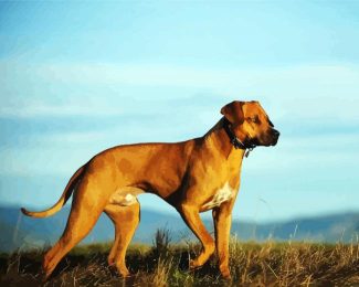 Dog Rhodesian Ridgeback diamond painting