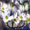 Dogwood Tree Branch diamond painting