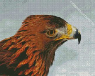 Aquila Head diamond painting