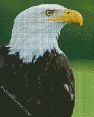 Eagle Bird Aquila diamond painting