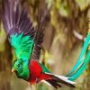 Flying Quetzal Bird diamond painting