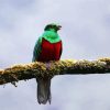 Green Quetzal Bird diamond painting