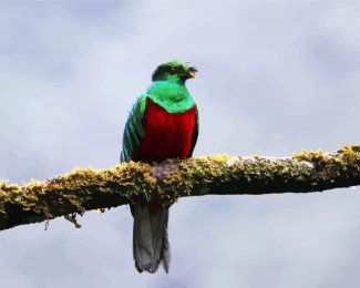 Green Quetzal Bird diamond painting