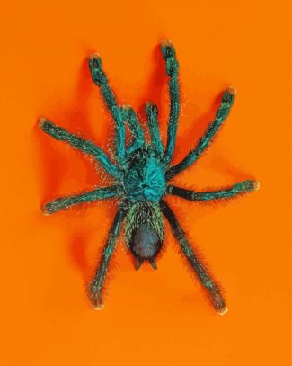 Green Spider diamond painting