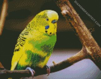 Green And Yellow Budgerigar diamond painting