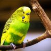 Green And Yellow Budgerigar diamond painting