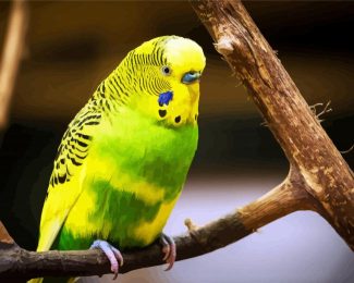 Green And Yellow Budgerigar diamond painting