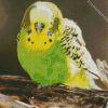 Green Budgerigar diamond painting