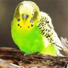 Green Budgerigar diamond painting