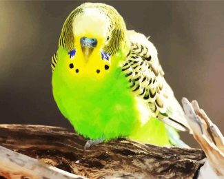 Green Budgerigar diamond painting