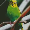 Green Budgerigar On A Branch diamond painting