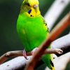 Green Budgerigar On A Branch diamond painting