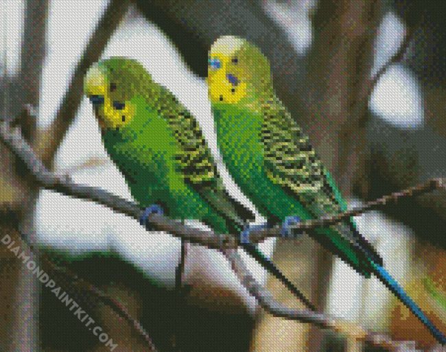 Green Budgerigars diamond painting