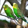 Green Budgerigars diamond painting