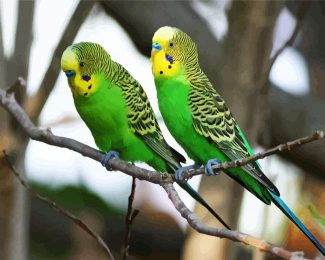 Green Budgerigars diamond painting