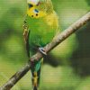 Green Parakeet Budgerigar diamond painting