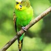 Green Parakeet Budgerigar diamond painting