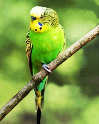 Green Parakeet Budgerigar diamond painting