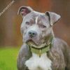 Grey Pitbull diamond painting