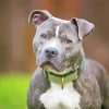 Grey Pitbull diamond painting