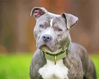 Grey Pitbull diamond painting